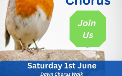 Belcarra Dawn Chorus