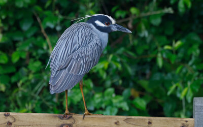 Rare Yellow-crowned Night Heron visits Belcarra