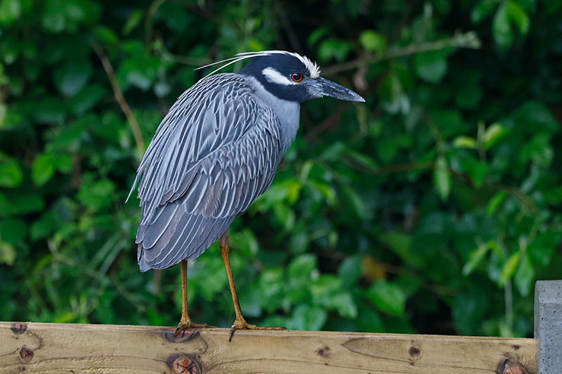 Rare Yellow-crowned Night Heron visits Belcarra